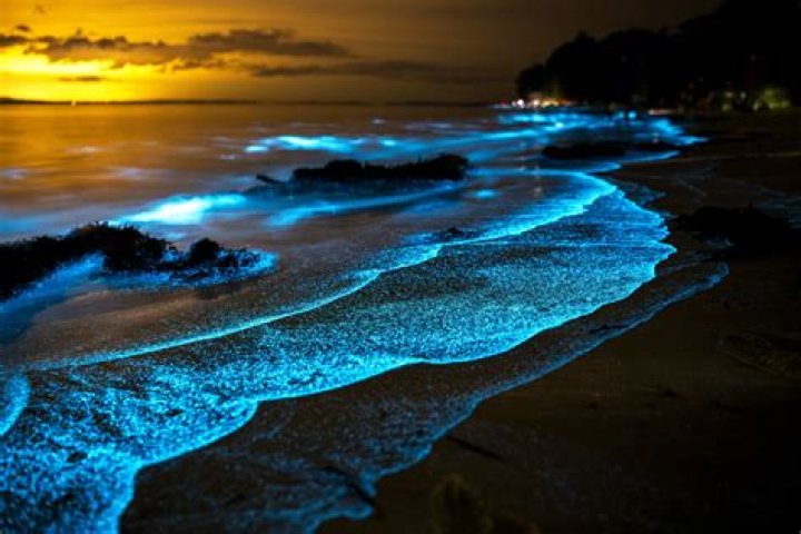 Algae Beach