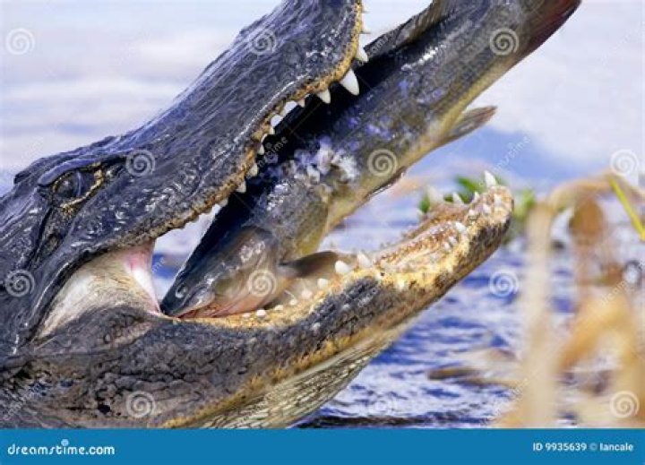 Alligator Eating A Catfish