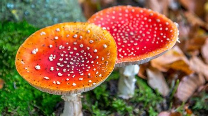 Amanita Muscaria Mushrooms