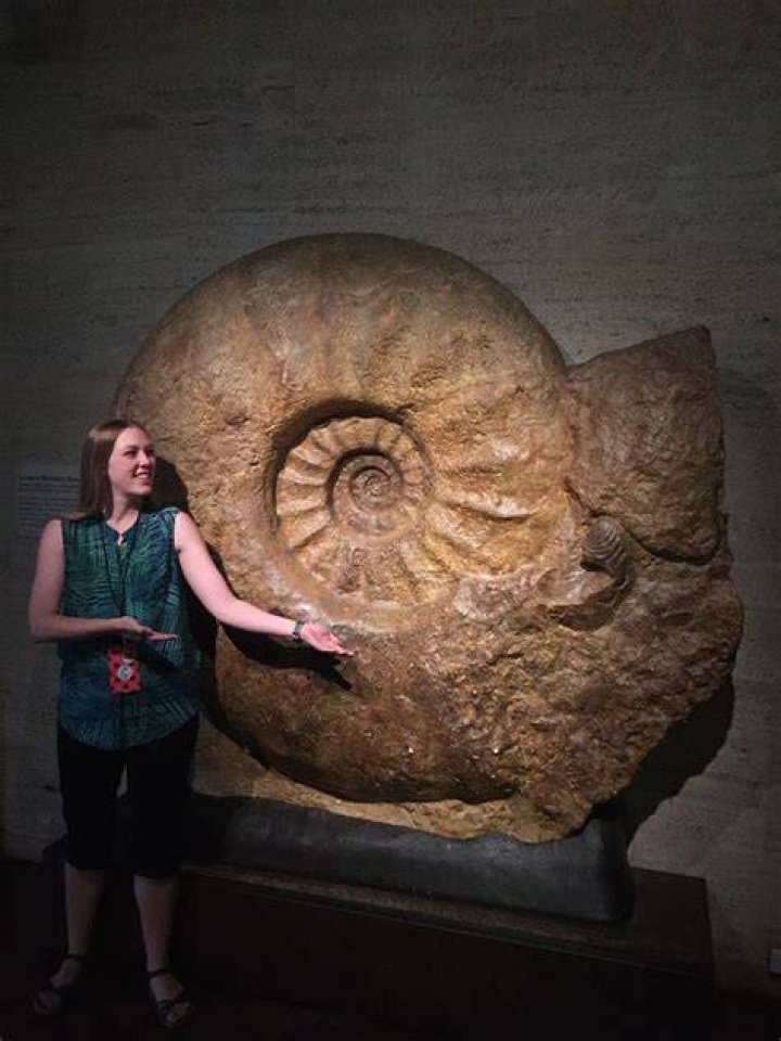 Ancient Ammonite Fossil Xrays