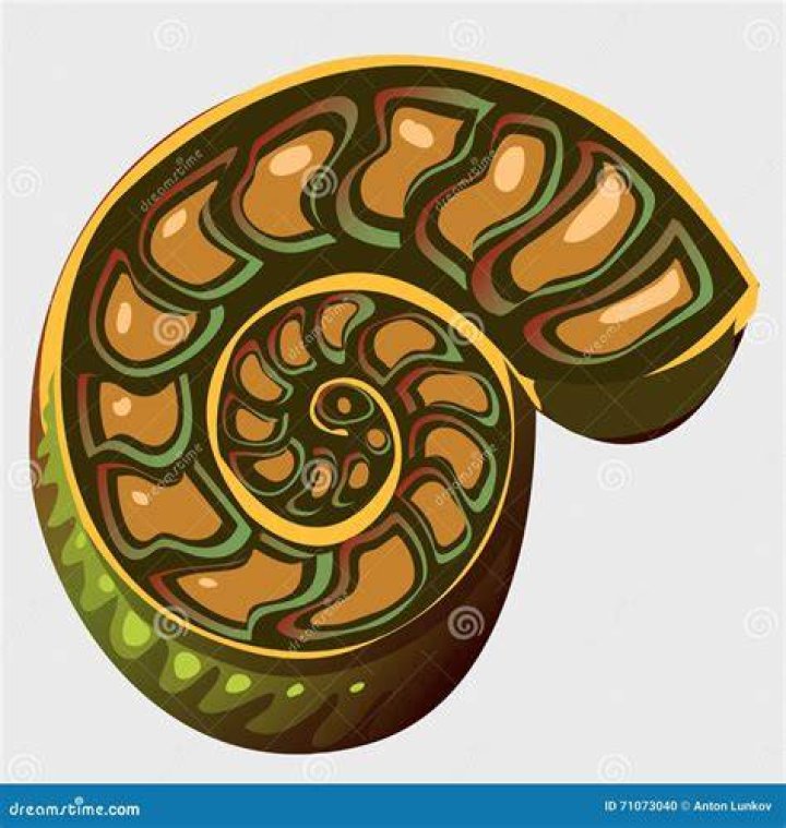 Ancient Ammonite Illustration