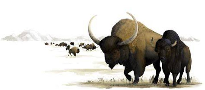 Ancient Bison