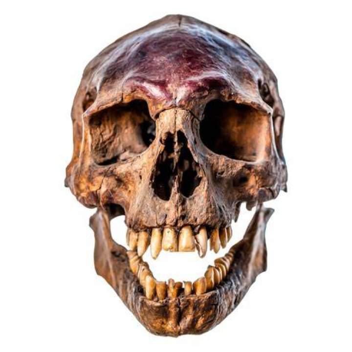 Ancient Human Skull Share