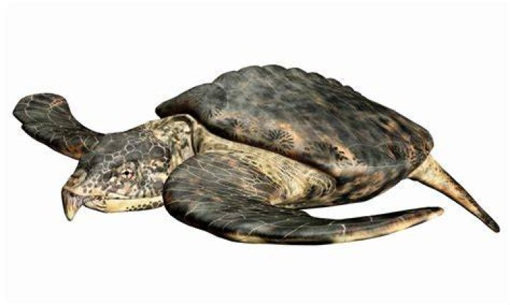 Archelon Turtle