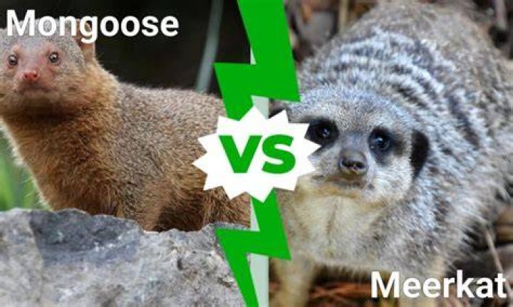Are mongoose and meerkat the same?