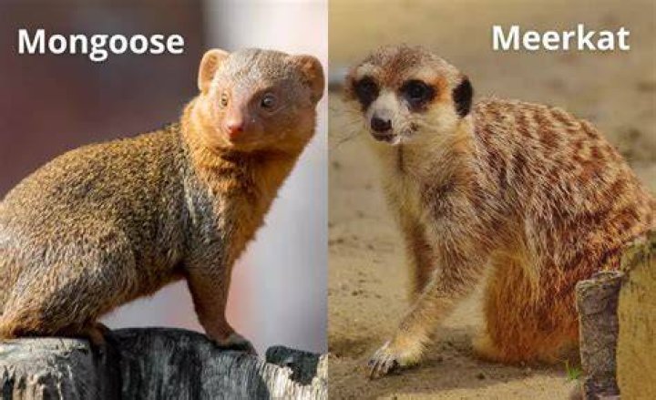 Are mongoose and meerkat the same?