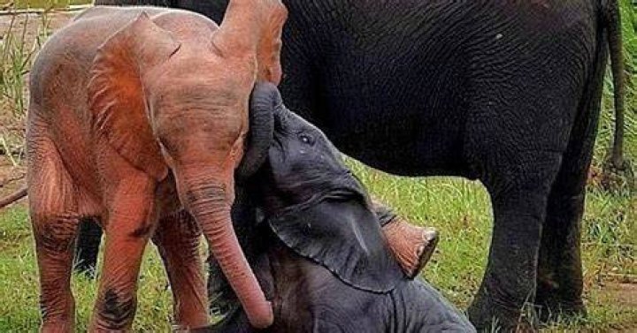 Are pink elephants real?