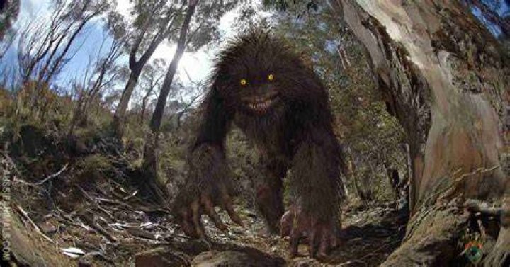 Australian Bigfoot