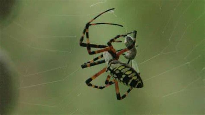 Banana Spider Prey
