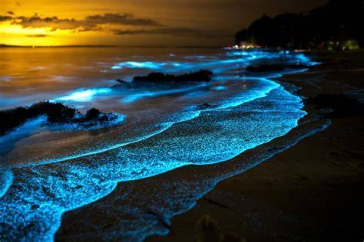 Bioluminescent Glow