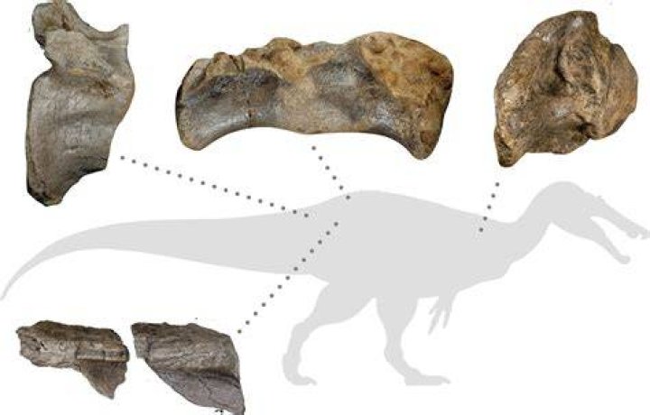 Bones Of White Rock Spinosaurid