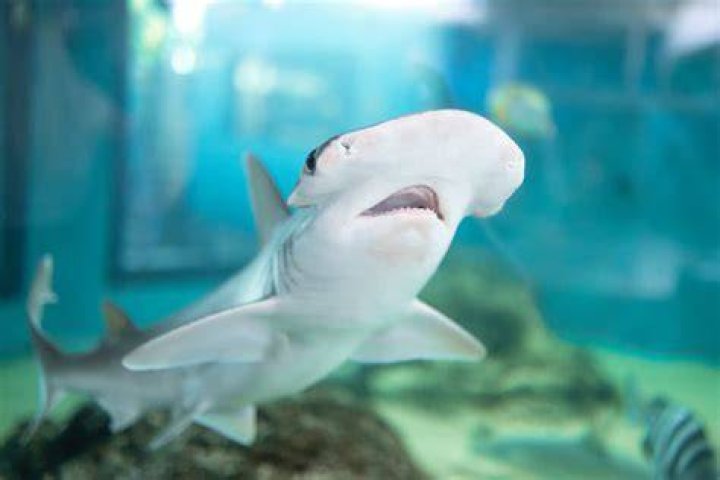 Bonnethead Shark Picture