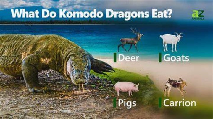 Can you eat a Komodo dragon?