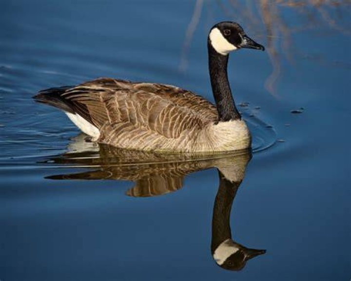 Canadian Goose