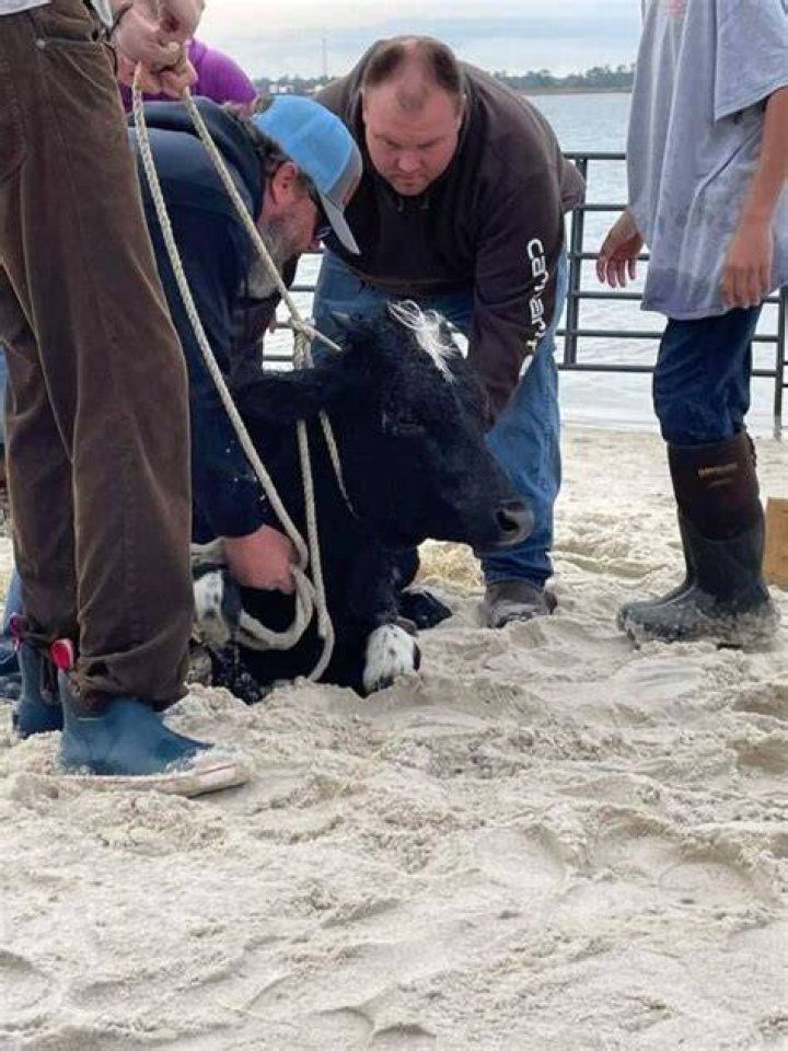 Carolina Beach Cow Rescue