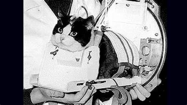 Cat Sent To Space