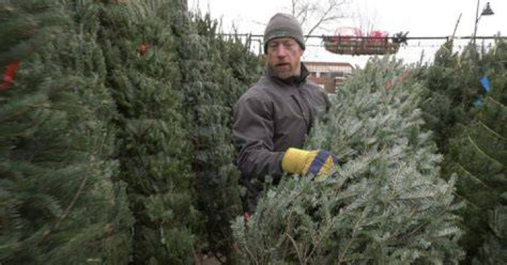 Christmas Tree Vendors