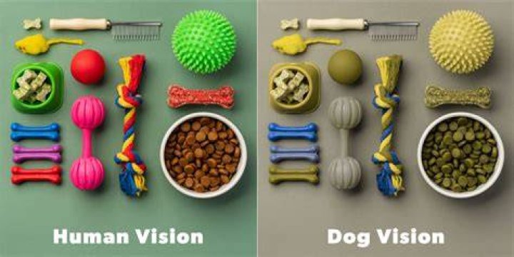 Color Blind Dog Perception