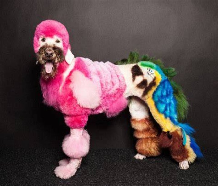 Creative Dog Grooming Tropical Scene