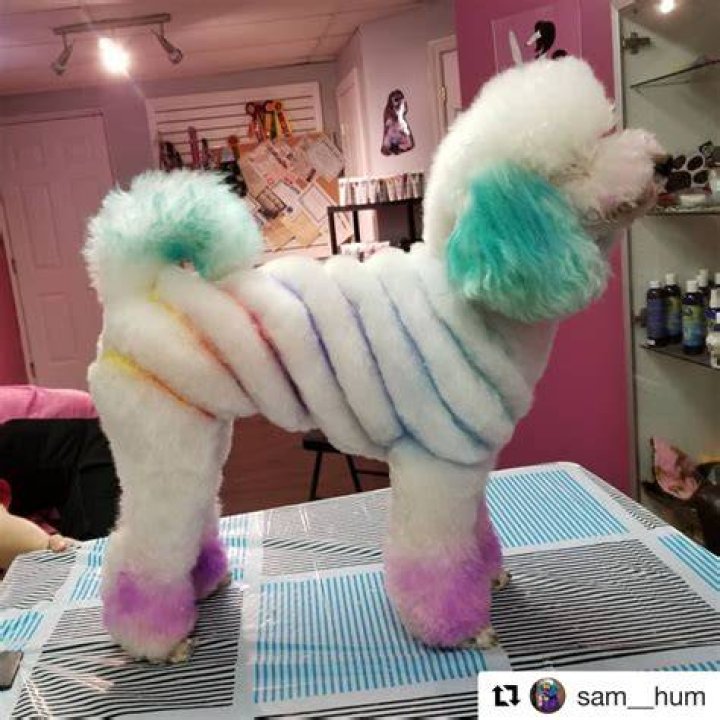 Creative Dog Grooming