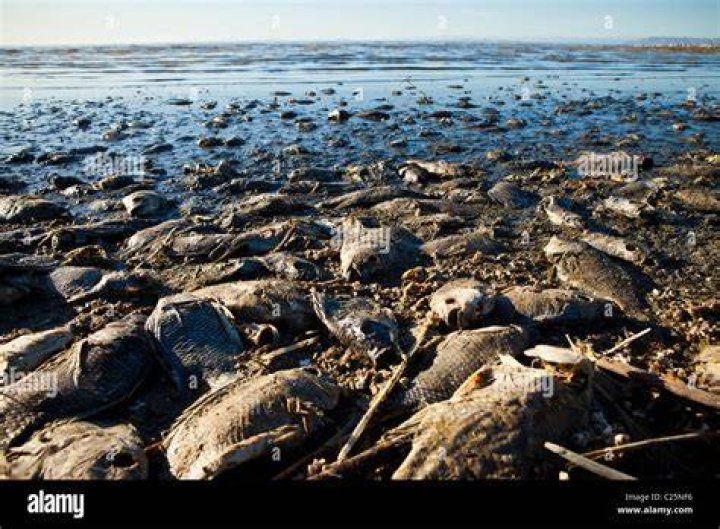 Dead Fish At Salton Sea