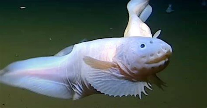 Deepest Fish