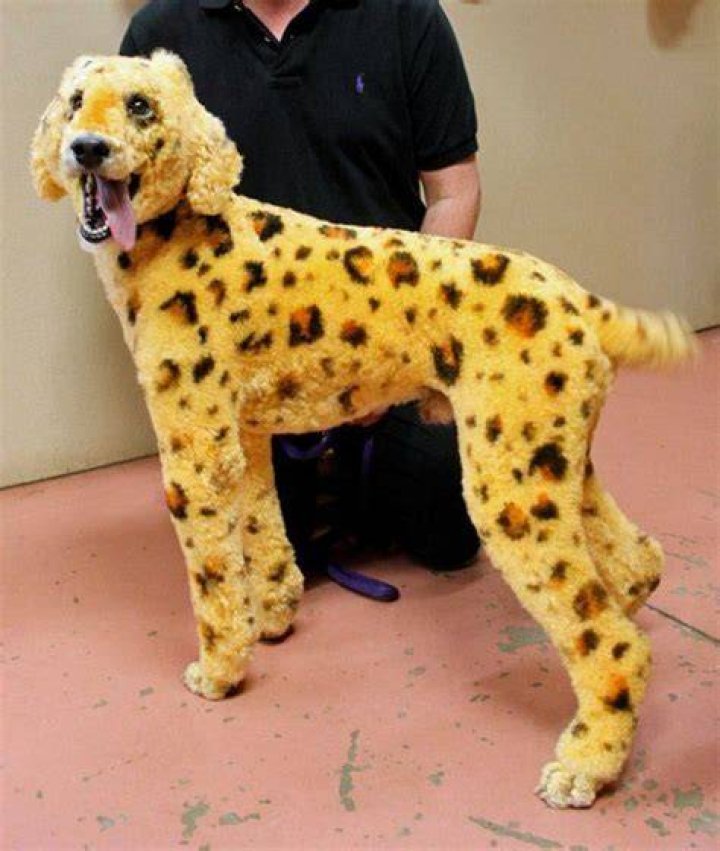 Dog Groomed Like Cheetah