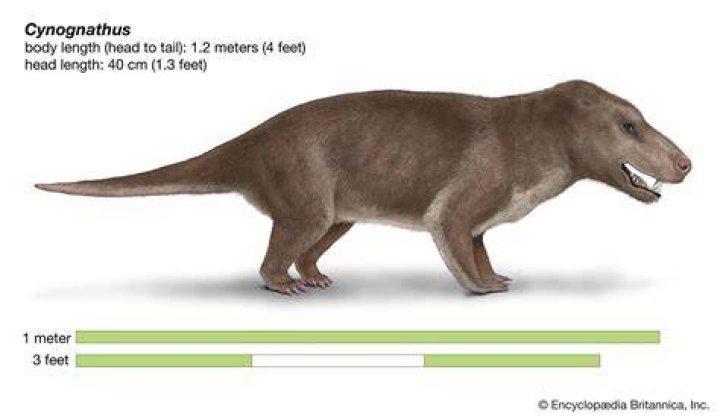 Drawing Cynodont Babies