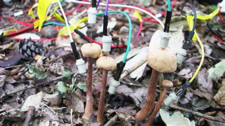 Electrodes In A Mushroom