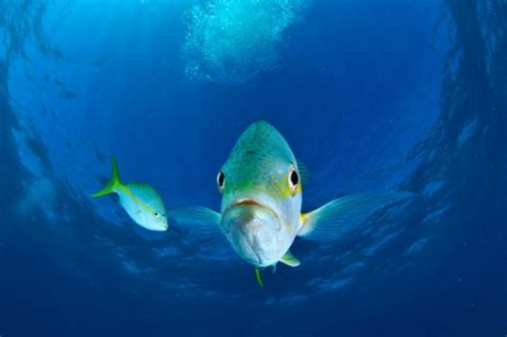 Fish Near Camera