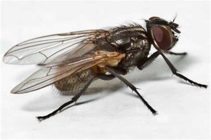 Fly