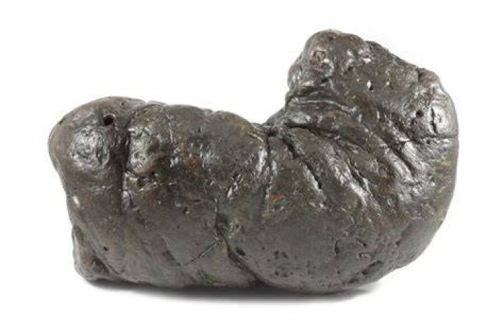 Fossilized Poop