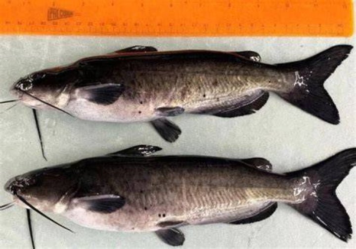 Genetically Modified Catfish Beside Normal Catfish