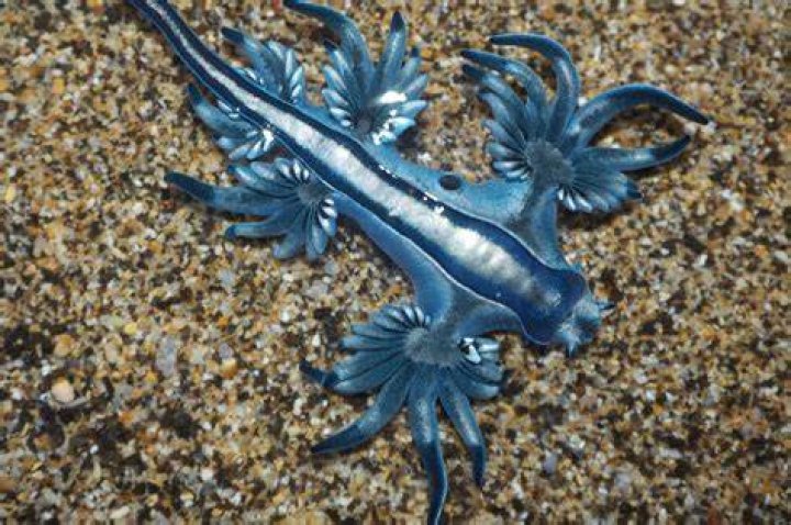 Glaucus Atlanticus Photo