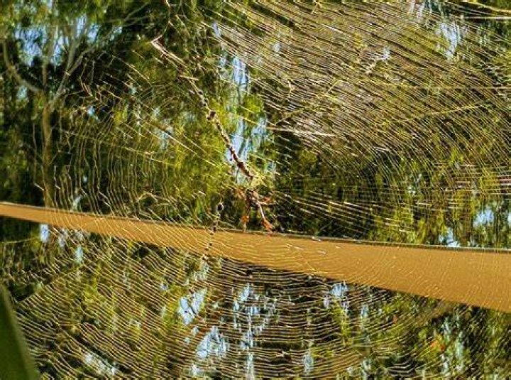 Golden Silk Orb-Weaver Web