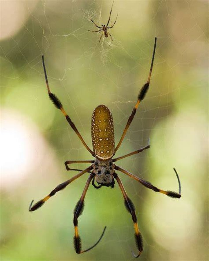 Golden Silk Orb-Weaver
