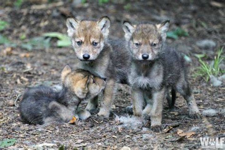 Gray Wolf Pups