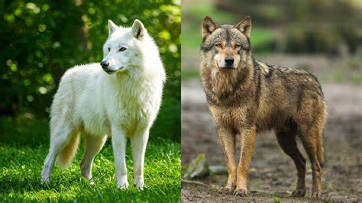 Gray Wolf With Gray Wolf Pup