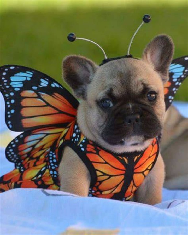 Griffin Frenchie