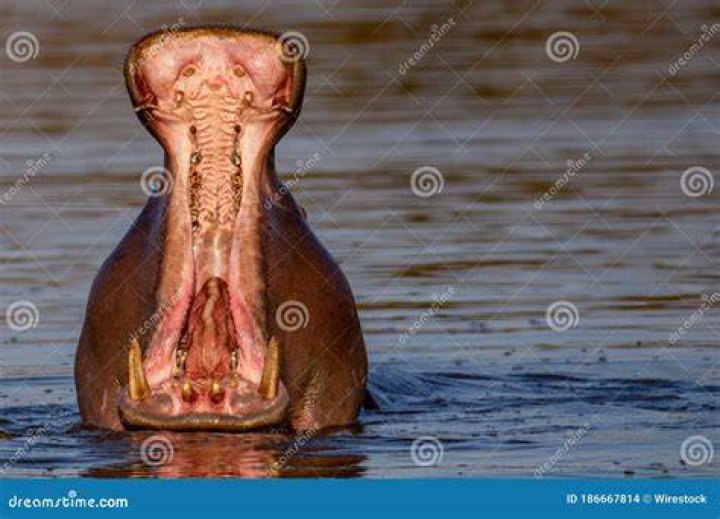 Hippo With Mouth Wide Open