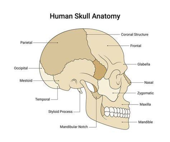 Human Skull