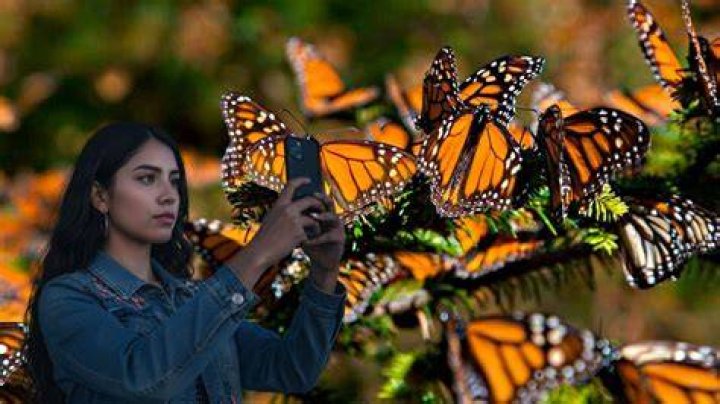 Is Monarca popular in Mexico?