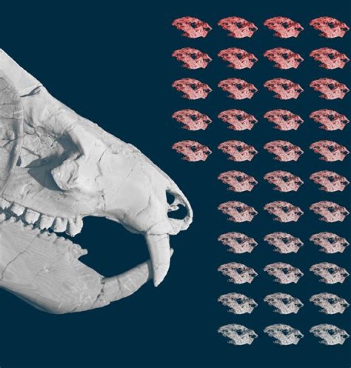 Kayentatherium Babies Adult