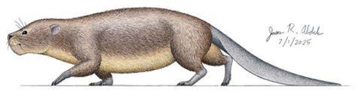 Kayentatherium Babyskull