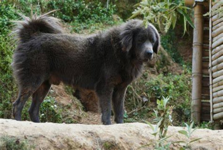 Mera Himalaya Dog
