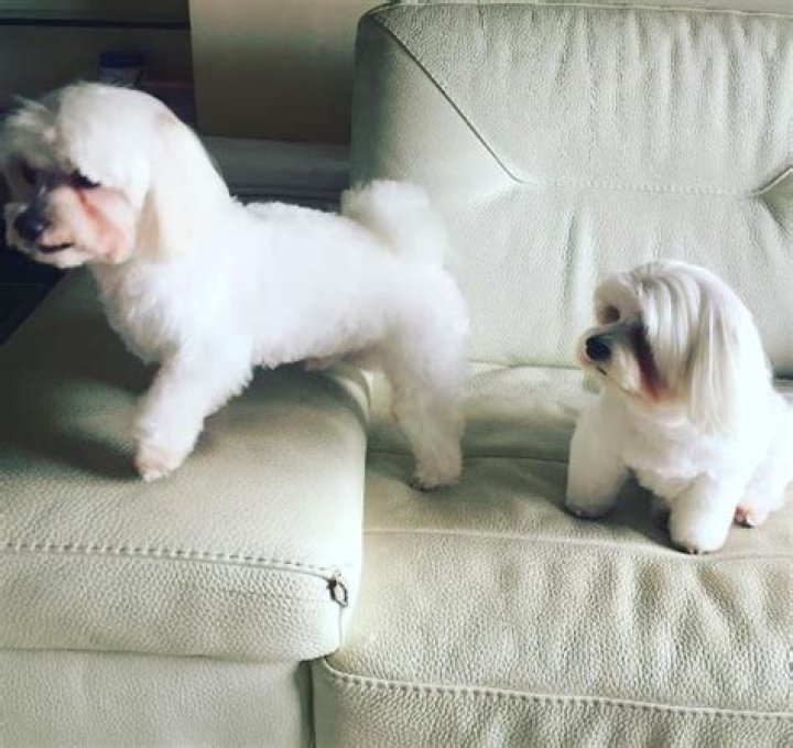 Nitin Manmohan pet dogs