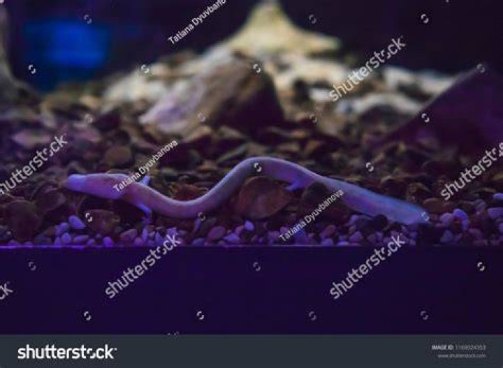 Olm On Display