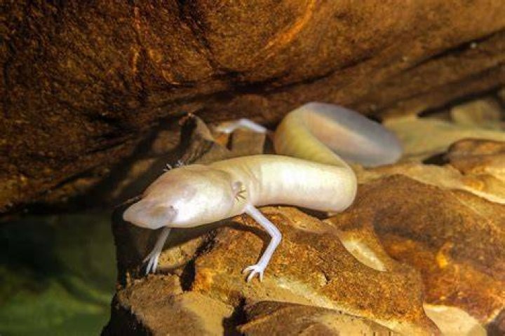 Olm