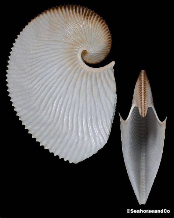 Paper Nautilus