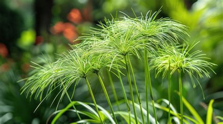 Papyrus Close Up